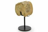 Fossil Hadrosaur Vertebra Centrum with Metal Stand - South Dakota #378522-1